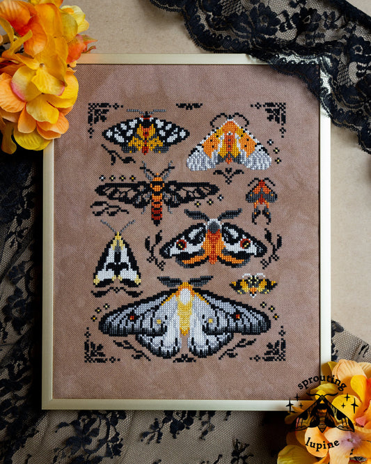 Pre-Order - Ochre Wings by Sprouting Lupine