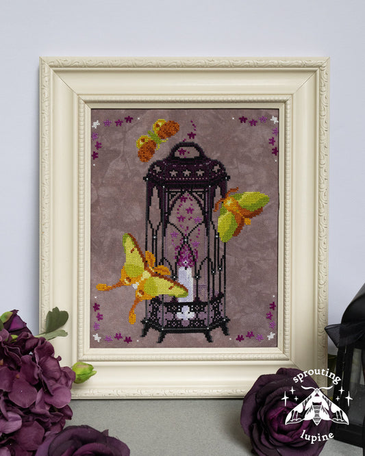 Pre-Order - Violet Glow by Sprouting Lupine